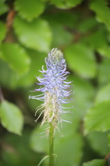 Phyteuma persicifolium