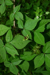 Eleutherococcus trifoliatus