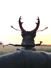 Lucanus cervus