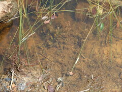 Rotala rotundifolia