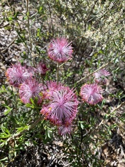 Isopogon dubius