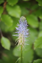 Phyteuma persicifolium