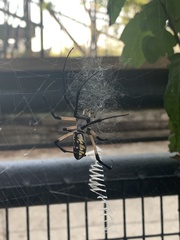 Argiope aurantia
