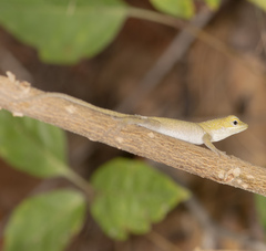 Anolis carolinensis