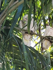 Cacatua sanguinea