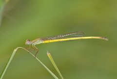 Ceriagrion pallidum
