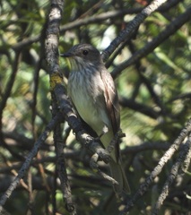 Muscicapa striata