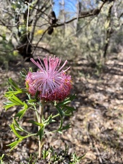 Isopogon dubius