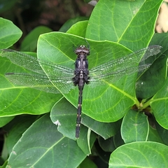 Erythemis plebeja