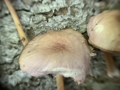 Mycena rutilantiformis