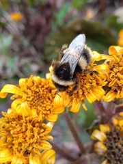 Bombus terrestris