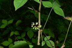 Eleutherococcus trifoliatus