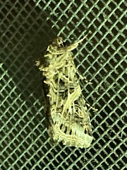 Spodoptera ornithogalli