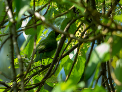 Chloropsis sonnerati