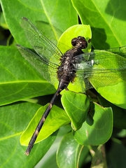 Erythemis plebeja