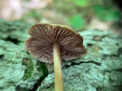 Mycena rutilantiformis