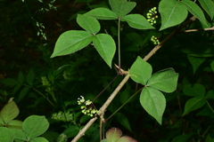 Eleutherococcus trifoliatus