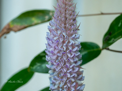 Uraria crinita