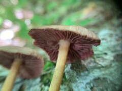 Mycena rutilantiformis