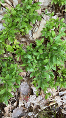 Vaccinium myrtilloides