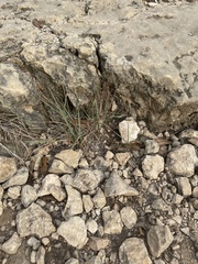 Poaceae