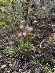Isopogon dubius