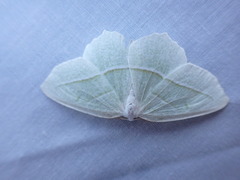 Campaea perlata