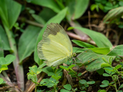 Eurema blanda