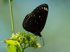 Euploea midamus