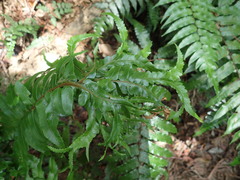 Gymnosphaera podophylla