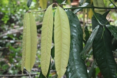 Garcinia xanthochymus