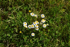 Tripleurospermum