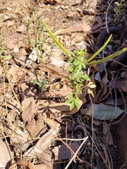 Cleome viscosa