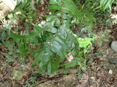 Gymnosphaera podophylla