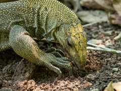 Varanus nebulosus