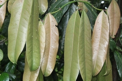 Garcinia xanthochymus