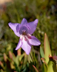Gladiolus hirsutus