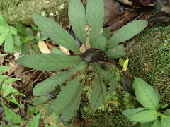 Staurogyne concinnula