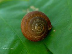 Quantula