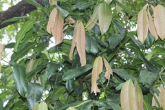 Garcinia xanthochymus