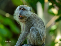 Macaca fascicularis