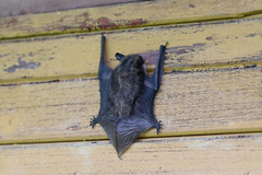 Barbastella barbastellus