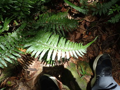 Microlepia hookeriana