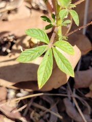 Cleome viscosa