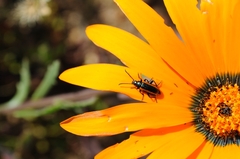 Neoeutrapela