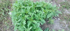 Urtica cannabina
