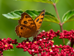 Junonia almana