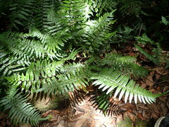 Microlepia hookeriana