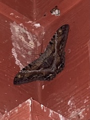 Ascalapha odorata