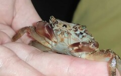 Pachygrapsus marmoratus